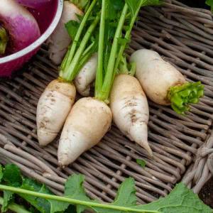 Navet-Légume Blanc Dur d'Hiver